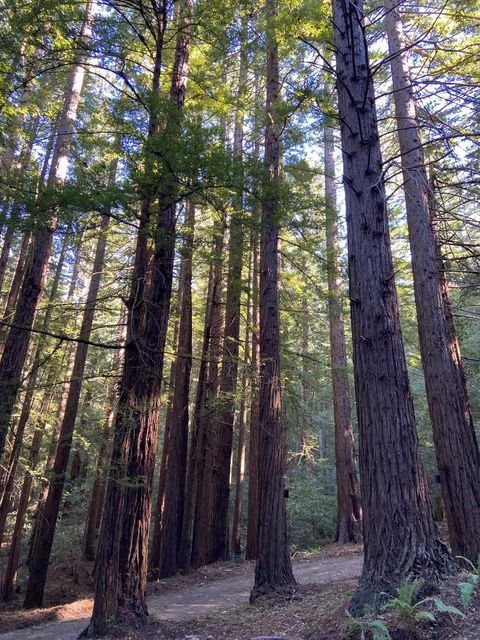 Photo of 155 Native Sons Road, Woodside, CA 94062 (MLS # ML82038622)