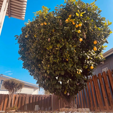Photo of 27250 Murrieta Road #364, Menifee, CA 92586 (MLS # NDP2607546)