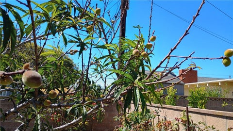 Tiny photo for 37 Hastings Avenue, Ventura, CA 93003 (MLS # SR26075953)