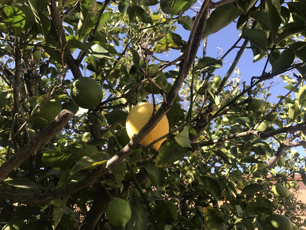 Santa Paula: Other - 0052 - Commercial Sale