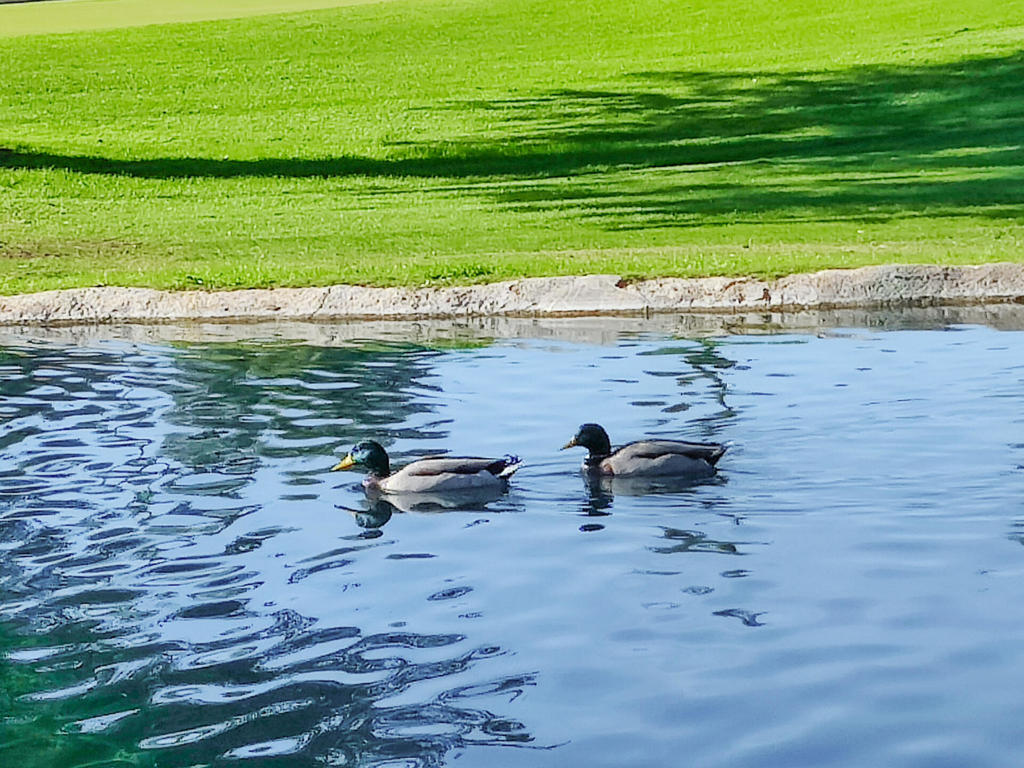 Indian Palms (31432) - Residential