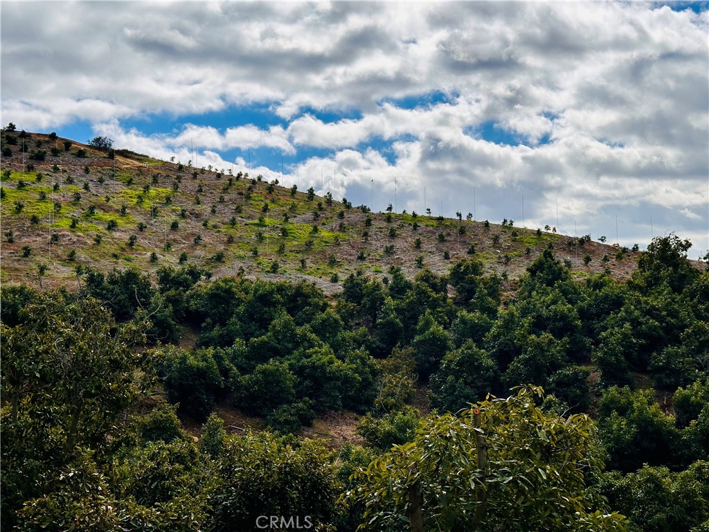 Tucked away on 14+ acres of prime agricultural land, this income-producing Hass avocado grove boasts 1,310 planted trees and a powerful infrastructure to support long-term growth and profitability. The grove is strategically balanced with 550 mature, fruit-bearing trees, 300 stumped in 2023 to encourage robust regrowth, and a healthy blend of young plantings—470 replanted in 2022 and 290 more added in 2023—all premium Dusa-Root Stock sourced from the renowned Brokaw Nursery. Water is never in short supply thanks to a high-output well producing over 100 GPM. Sustainability meets efficiency with a robust 109.8 kW solar array—360 ground-mounted panels (305W each) across six racks—installed in 2015 with all supporting infrastructure (transformers, inverters, etc.) in place. The solar system significantly offsets operational costs, leaving the seller responsible only for minimal electric and water bills to remain district-connected. An overhead sprinkler system provides crucial cooling during heat waves, ensuring tree health through every season. With no HOA restrictions, this property is a rare and lucrative find for investors or agricultural entrepreneurs looking to step into a thriving operation. This property may qualify for the new tax depreciation schedules.