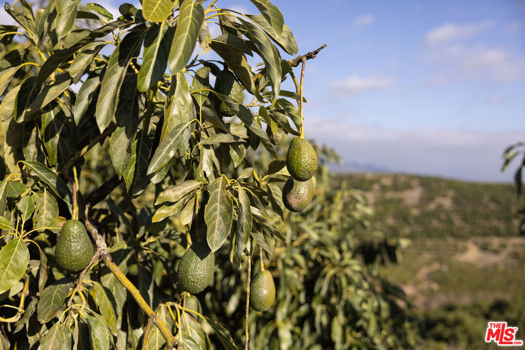 Rancho Del Ciervo - Land