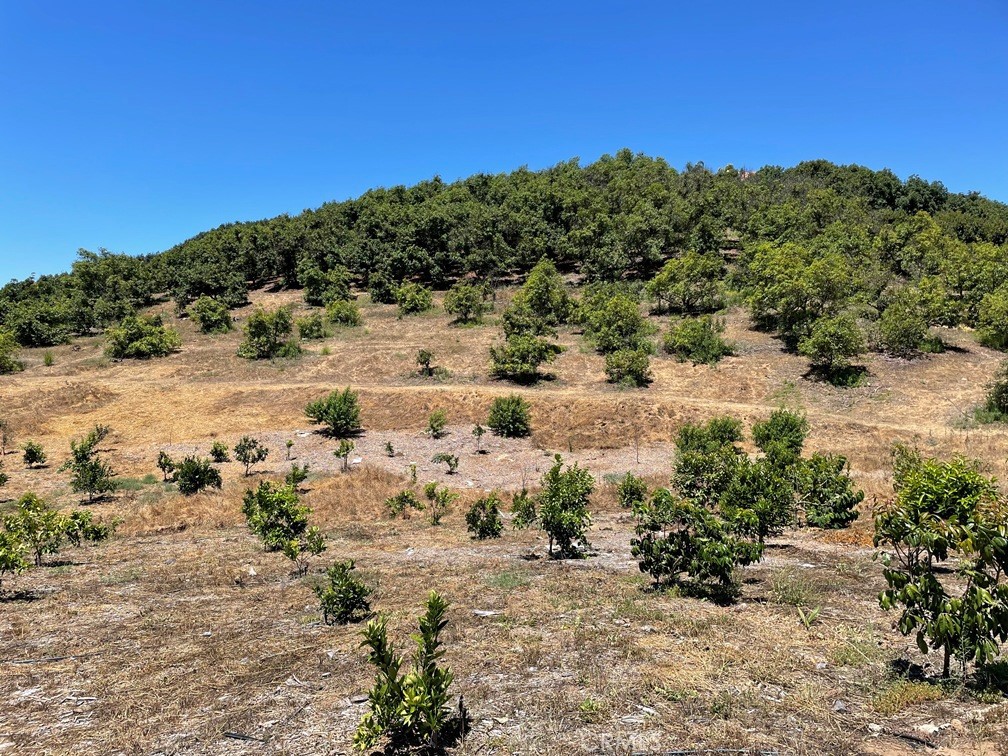 Exceptional vacant land offering approximately 250 Very Nice mature Hass avocado trees and an additional 100± fruit-bearing plants, including Dragon Fruit, Navel Orange, Washington Orange, Lemon, Grapefruit, White Peach, Apple, Guava, Jambu Wax Apple, and Longan. The gently to moderately sloped property maintained grove roads, making it easily accessible on foot and providing direct access to the upper section where the avocado grove resides. Enjoy expansive views from the highest point on the property, presenting an outstanding opportunity for a custom home site with sweeping vistas. Conveniently situated just a short distance from Cross Creek Golf Course. Contact the listing agent for maps and further information.