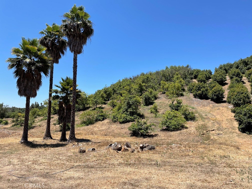 Exceptional vacant land offering approximately 250 Very Nice mature Hass avocado trees and an additional 100± fruit-bearing plants, including Dragon Fruit, Navel Orange, Washington Orange, Lemon, Grapefruit, White Peach, Apple, Guava, Jambu Wax Apple, and Longan. The gently to moderately sloped property maintained grove roads, making it easily accessible on foot and providing direct access to the upper section where the avocado grove resides. Enjoy expansive views from the highest point on the property, presenting an outstanding opportunity for a custom home site with sweeping vistas. Conveniently situated just a short distance from Cross Creek Golf Course. Contact the listing agent for maps and further information.