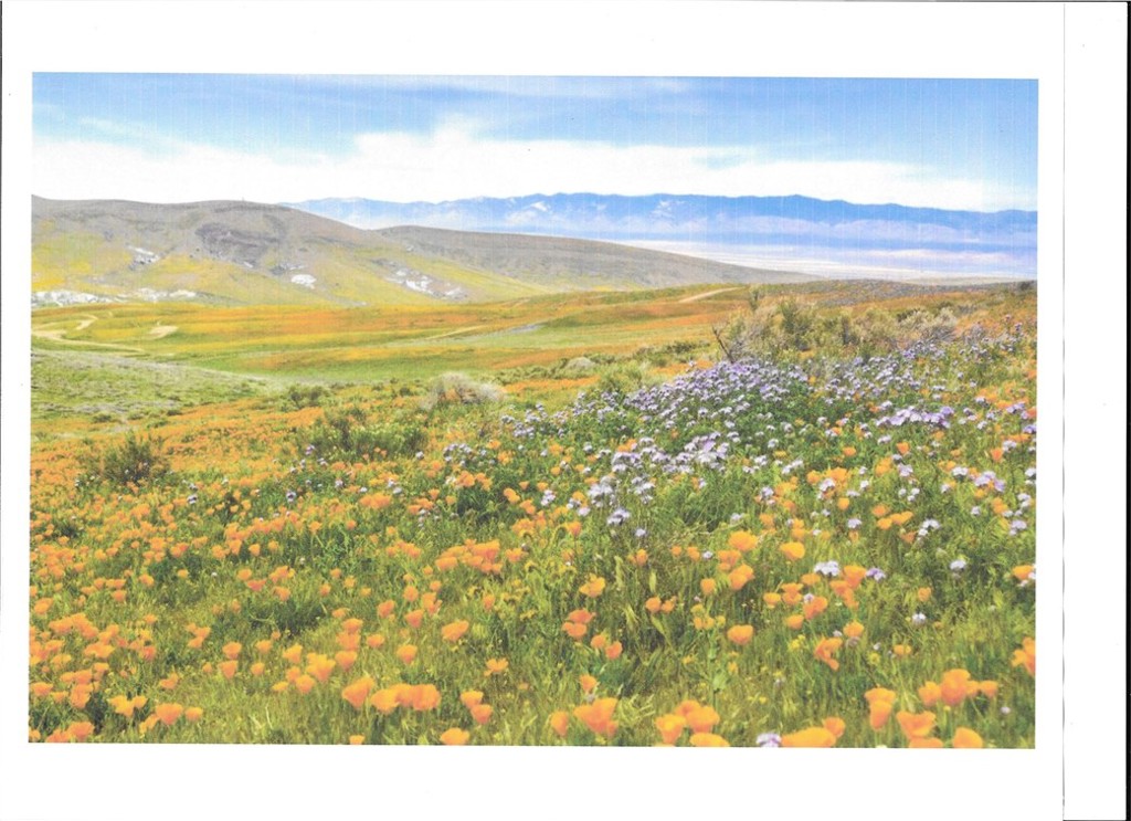 Here is a chance to own 2 and a half acres of land at an amazing price in the Carrizo Plain National Monument! Located 100 airline miles (160 km) from Los Angeles, it is an area by-passed by time. Soda Lake, its centerpiece, is a glistening bed of white salt, set within a vast open grassland, (the largest in California), rimmed by steep mountains. The plain is also home to diverse communities of wildlife and plant species.