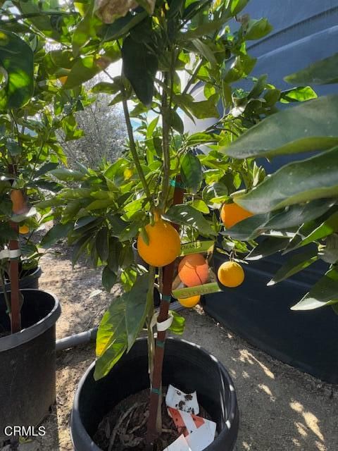 Tiny photo for 2245 California Avenue, Fillmore, CA 93015 (MLS # V1-34492)