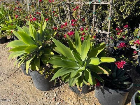 Tiny photo for 2245 California Avenue, Fillmore, CA 93015 (MLS # V1-34492)