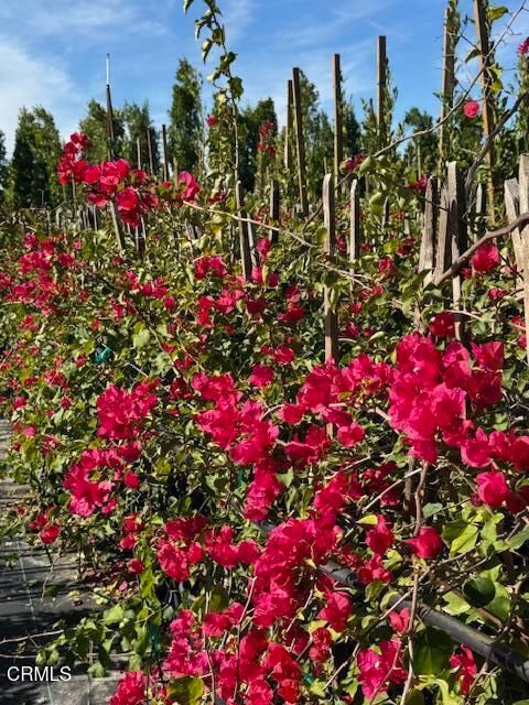 Tiny photo for 2245 California Avenue, Fillmore, CA 93015 (MLS # V1-34492)