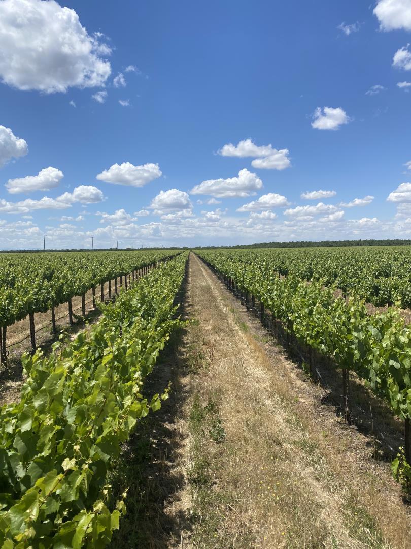 Fabulous top shelf vineyard in Madera County. Chardonnay production on 12 year old vines, ongoing lucrative contracts with major wineries with escalating pricing in price. The property is served by both private wells and current contracts with the MID, providing you with two pronged water resources. Location is prime with easy access to freeway for ingress and shipping, professionally maintained by one of the best vineyard owners in California with extensive history in successful production. Recent appraisals are available along with the production and income statistics for the past 3 years. This property may be purchased along with the J Oberti Shein Ranch at MLS#81897436 listed for $ 17,500,000 for 640 acres.