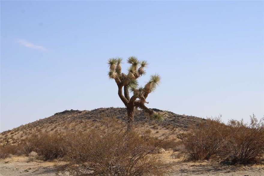 This residential land for sale in Adelanto CA offers 18.59 acres in San Bernardino County. Zoned residential, you can build a home, place a manufactured home, or enjoy RV camping with limits.

The property delivers open desert landscapes and mountain views. El Mirage Dry Lake is 20 minutes away for fishing, boating, and off-road activities. Hunting areas are also nearby. Adelanto and Victorville provide schools, restaurants, and shopping for convenience.



Located at 0 Lessing Ave, Adelanto, CA 92301, APN 0458-401-20-0000. There is no HOA. Utilities will require a septic system, well water, and off-grid power options.



See this Adelanto CA land for sale in person to fully experience its location and potential.