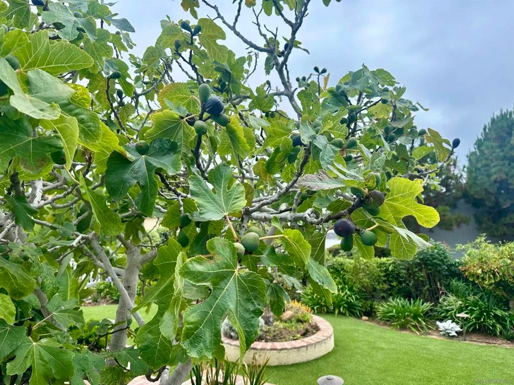 La Jolla, California 92037, United States, 3 Bedrooms Bedrooms, ,2 BathroomsBathrooms,Residential,Active,219433