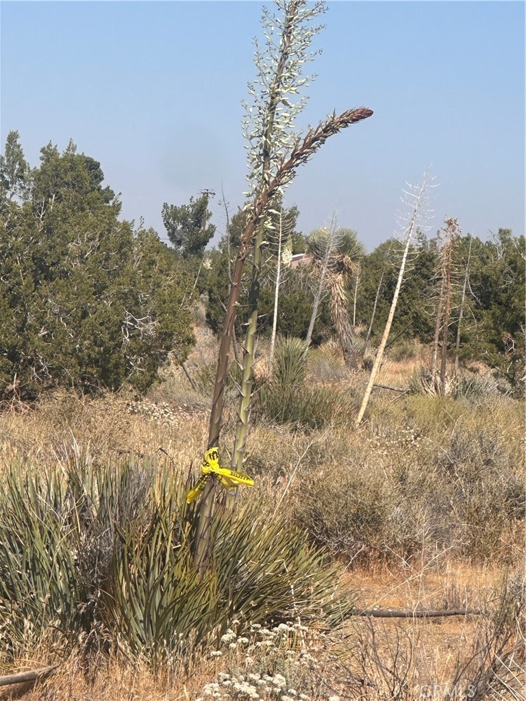 0 Coyote / Pionero Road