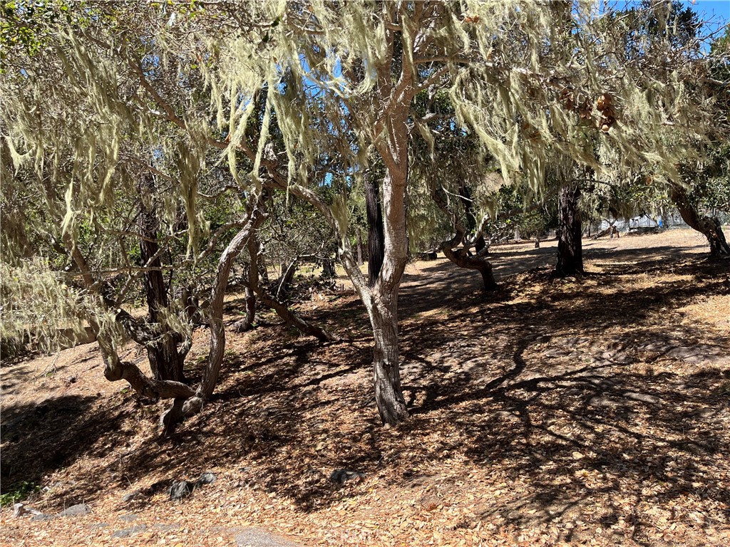 Cambria Pines Estates - Land