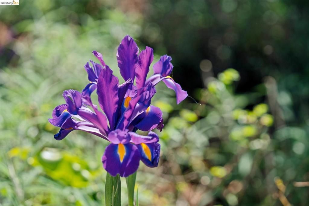 Photo of 1698 La Loma Ave Ave, Berkeley, CA 94709 (MLS # 41127612)