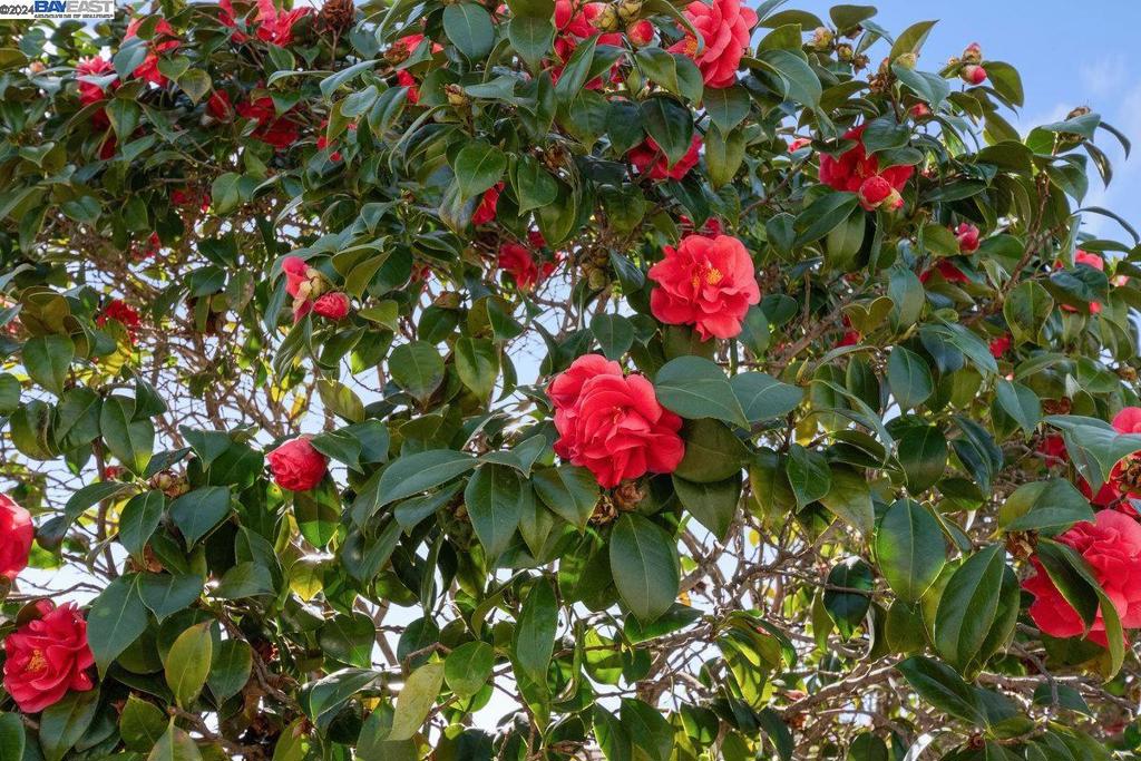 SAN JOSE CC - Residential