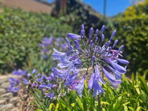 Tiny photo for 4367 Sweetbriar Street, Ventura, CA 93003 (MLS # V1-37201)
