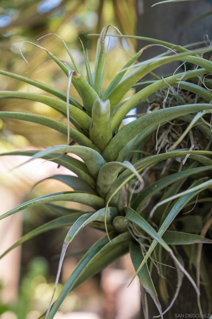 San Diego - Residential