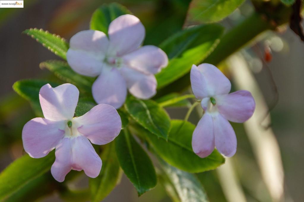 NORTH BERKELEY - Residential