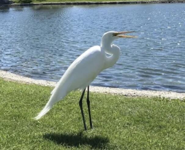 Not Applicable-1 - Manufactured In Park