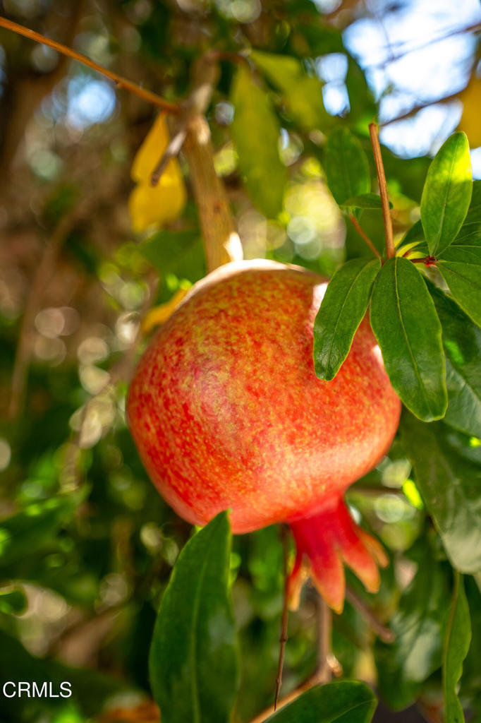 Las Posas Gardens - 2666 - Residential