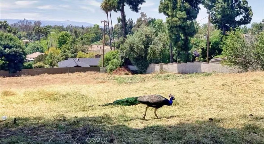 20528 E Rancho Los Cerritos