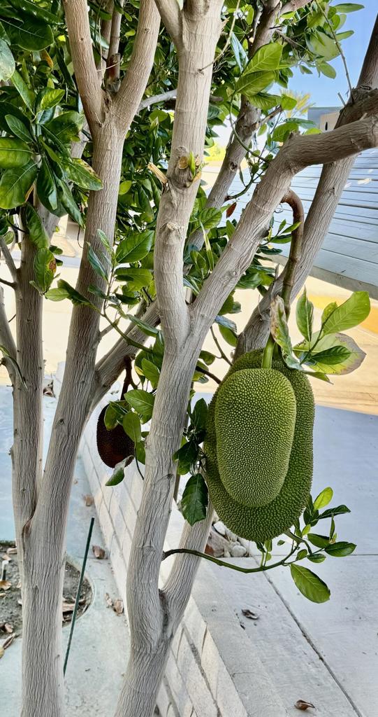 Rancho Casitas - Manufactured In Park