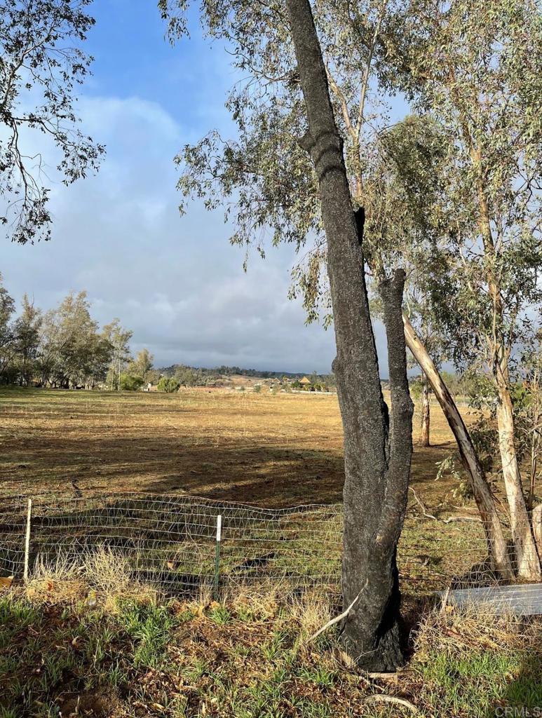 LOT 100*NLY 355 Magnolia