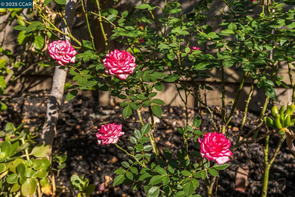 THE TREES - Residential