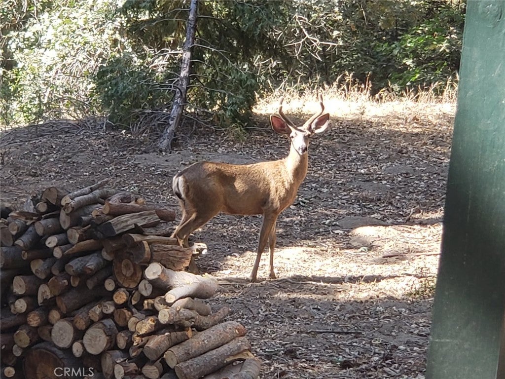 550 Coyote Trail