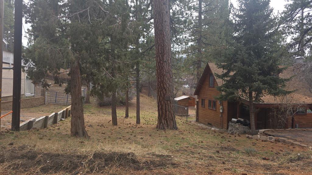 0 Conifer