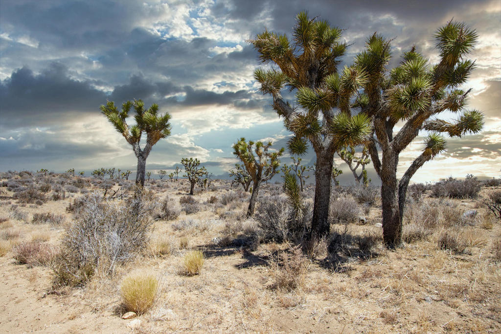 Not Applicable-1 - Land