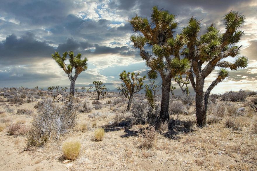 Owner May Carry Financing! 5 acres set in a picturesque valley in Burn Canyon Pioneertown. The ideal location for the ultimate luxury hideaway in a highly desirable area. The county may allow for two homes, horses and out building. Peace and serenity abound. The landscape is dotted with mature old growth Joshua Trees, boulders, and endless hills. This pocket valley in the Bighorn Mtns is surrounded by thousands of acres of government open space for deep wilderness adventures. Burns Cyn is a lesser known back road to Big Bear. Very close to the Sand to Snow Monument. The Pioneertown area is where the rugged well-to-do create their covert shangri-la retreat. High priced homes in the area. Pioneertown has been known as a place where celebrities invest to create their secluded resort ranches. Go with solar for power and a well  for water. 12 miles to the premiere live music venue Pappy and Harriets. 18 miles to organic restaurants, cafes, and all amenities in Yucca Valley. 27 miles to Joshua Tree National Monument which sees about 3 million tourists per year. 49 miles to Palm Springs. Buyers to contact the county for questions on building and uses. Buyers to contact all utilities agencies with all utility questions. APN: 0447-581-12-0000 GPS: 34.23674, -116.6395 Don't Wait! - Call Now! Address is not assigned and is for marketing purposes only.