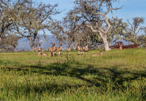 Tiny photo for 930 Windwood Road, Paso Robles, CA 93446 (MLS # NS25081081)