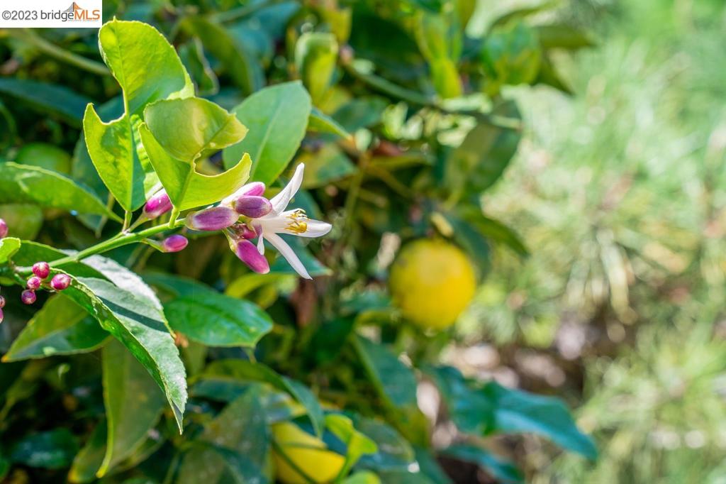 DEL NORTE - Residential