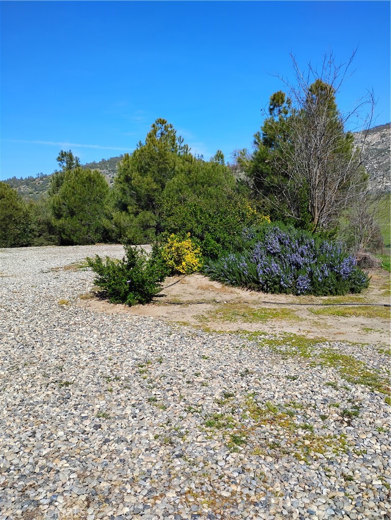 35371 Spanish Oak