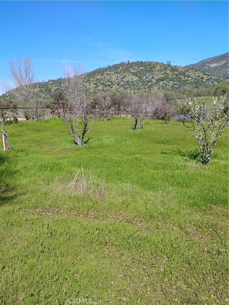 35371 Spanish Oak