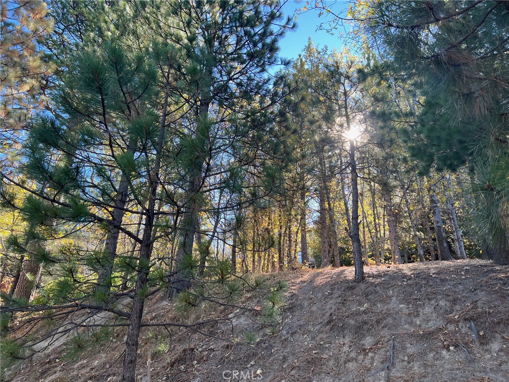 Enchanted Forest (ENFR) - Land