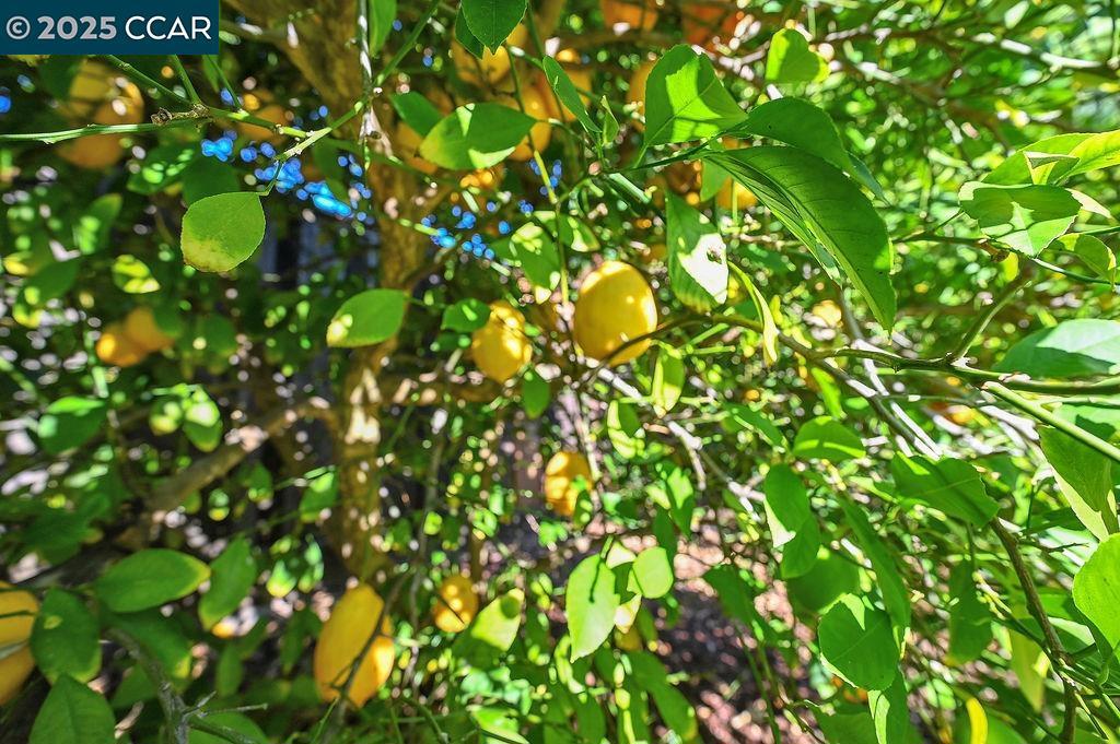 TAVAN ESTATES - Residential