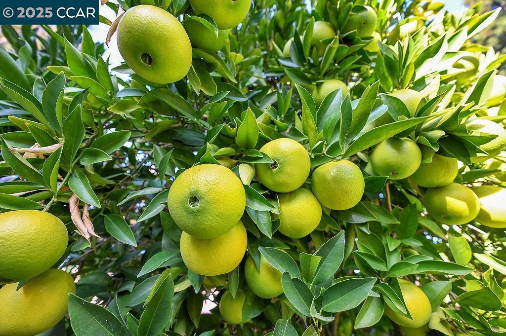 TAVAN ESTATES - Residential