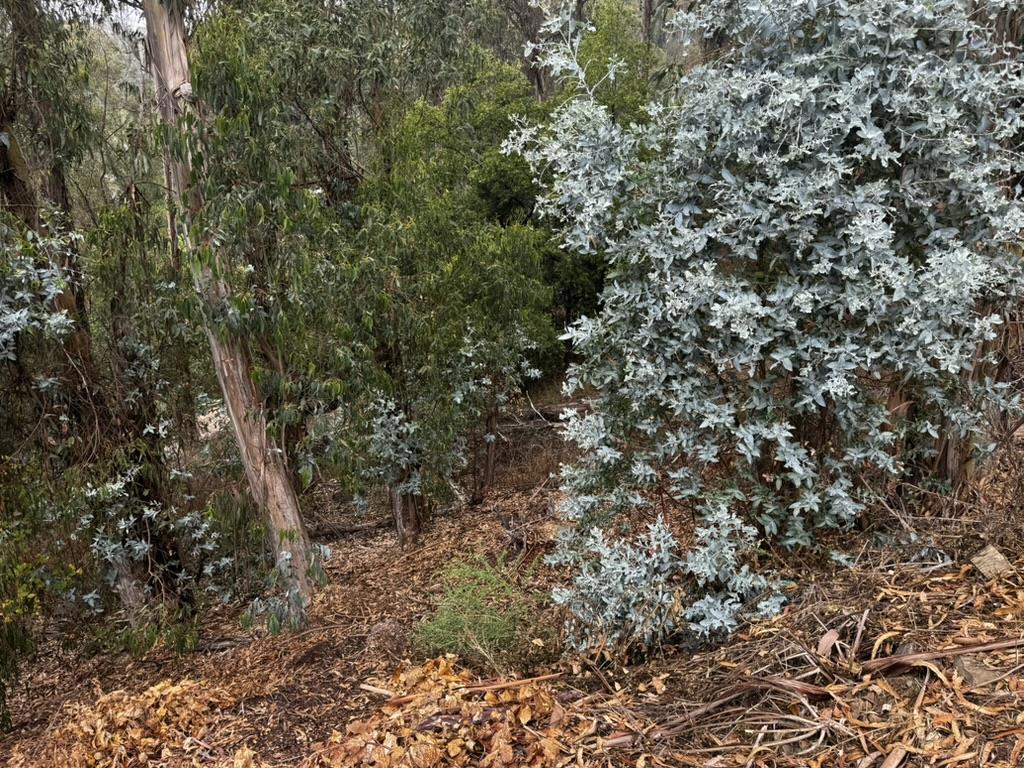 Great Montclair location right across the street from the Montclair Swim Club. Great opportunity on this eucalyptus-filled space. Seller owns thee parcels of land and would love to sell them as a package deal for $200,000: APN 48F-7378-64 (6595 Thornhill - 12,000 square foot lot) / APN 48F-7378-65 (6587 Thornhill - 11,700 square foot lot) / APN 48F-7378-68 (13,150 square foot lot). Each lot can be purchased individually for $70,000 each. Buyers are to verify the lot square footage and buildability.