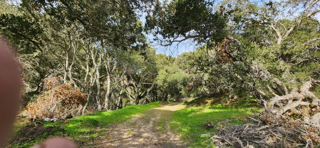 Salinas Road