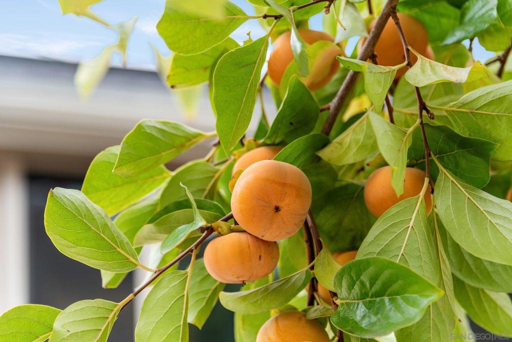 Mount Helix - Residential