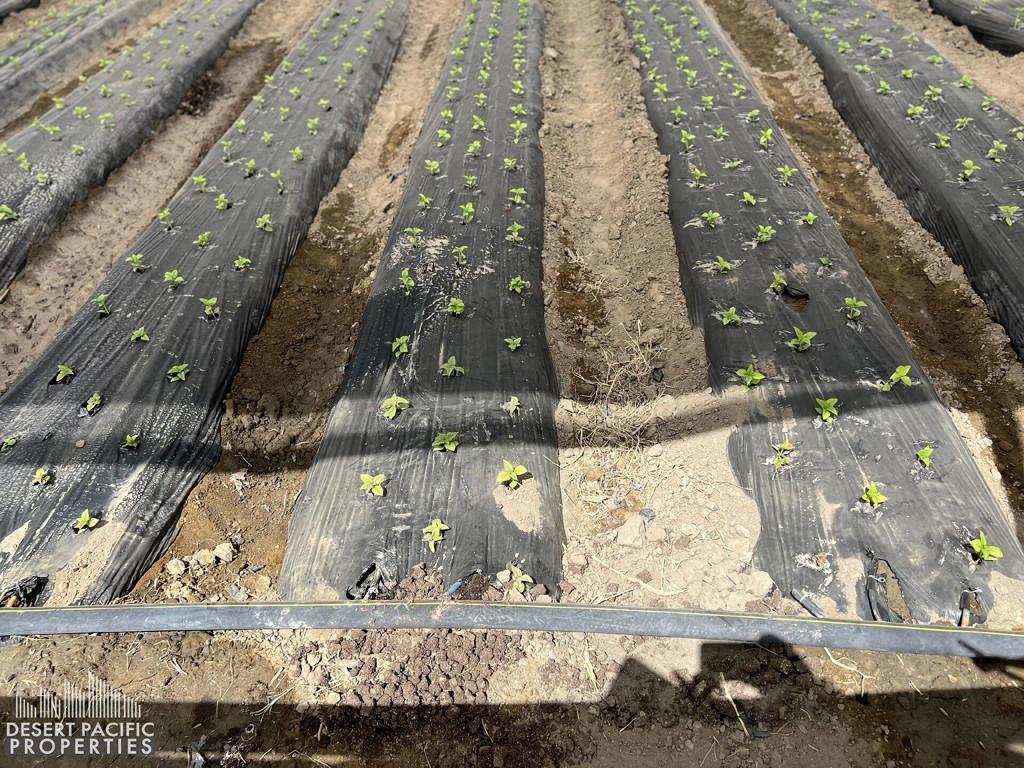 Not Applicable-1 - Land