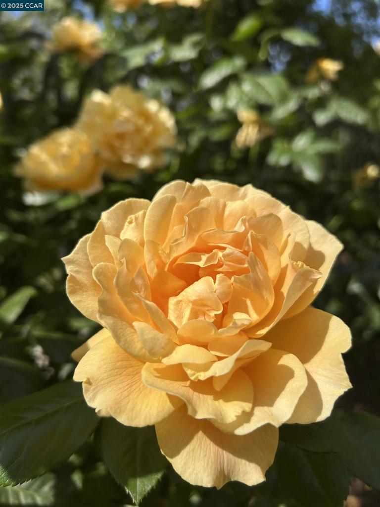 MIDTOWN - Residential