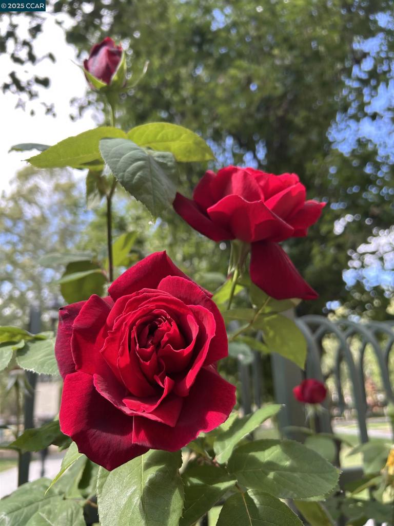 MIDTOWN - Residential