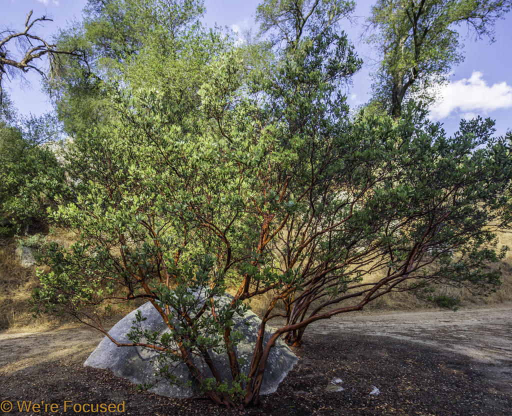 Shady Oaks Acres Ranch Land (44 Acres) Land, shown by appointment.Located 10 miles from the Interstate 10 off the Banning Idyllwild Panoramic Highway to Poppet Flats, right on Cryer Road to property entry for sale sign A one of kind property in the area! Consists of 2 main lots, one of 5 acres and one of 49 acres that canbe purchased and developed together or separately.A gentleman's ranch featuring home site building pads with spectacular panoramic views.Previous use was an equestrian property.A gentleman's ranch with large flat areas suitable for horse corrals and shed.Beautiful home site building pads with panoramic views. Existing usable structures include a small barn, horse stables, and several storage sheds.Potential for agricultural useGreat potential for development, with panoramic building sitesExisting usable structures include a small barn, horse stables, and several storage sheds