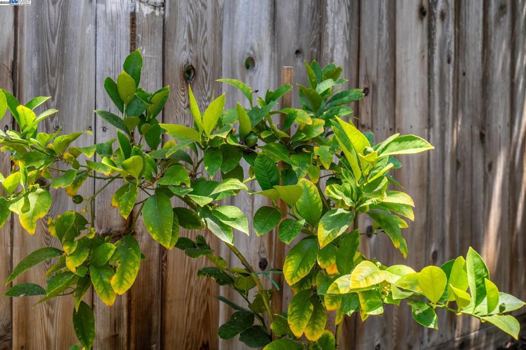 CHERRY LANE - Residential