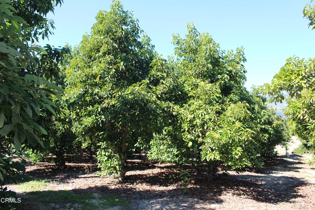 Properties 4 1550 Santa Paula Street