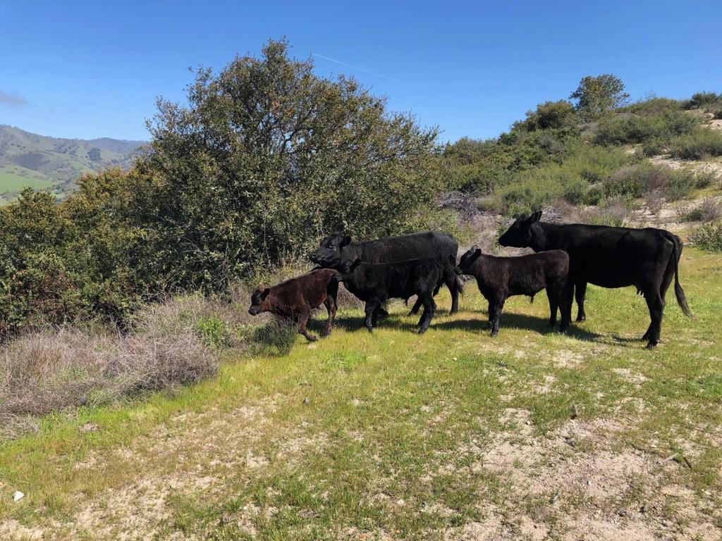 Creek Ranch, Carmel Valley Road